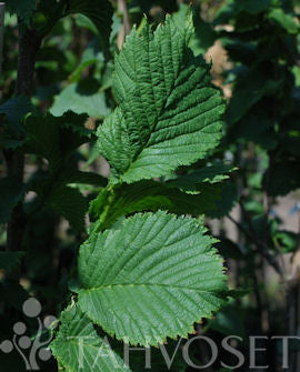 Pyramidalm Ulmus glabra &