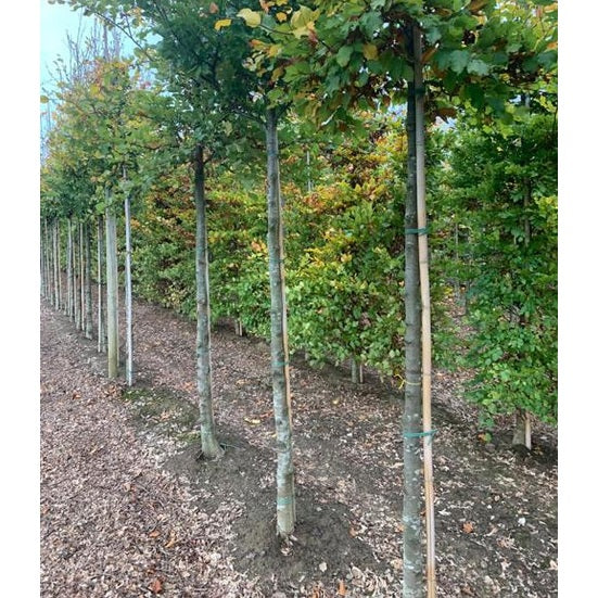 Bok -Fagus sylvatica  - Stammens omkrets 16-18 cm, höjd 3,5-4 meter,    HS,