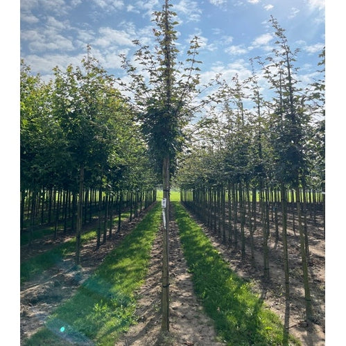Dansk lönn - Acer zoeschense &