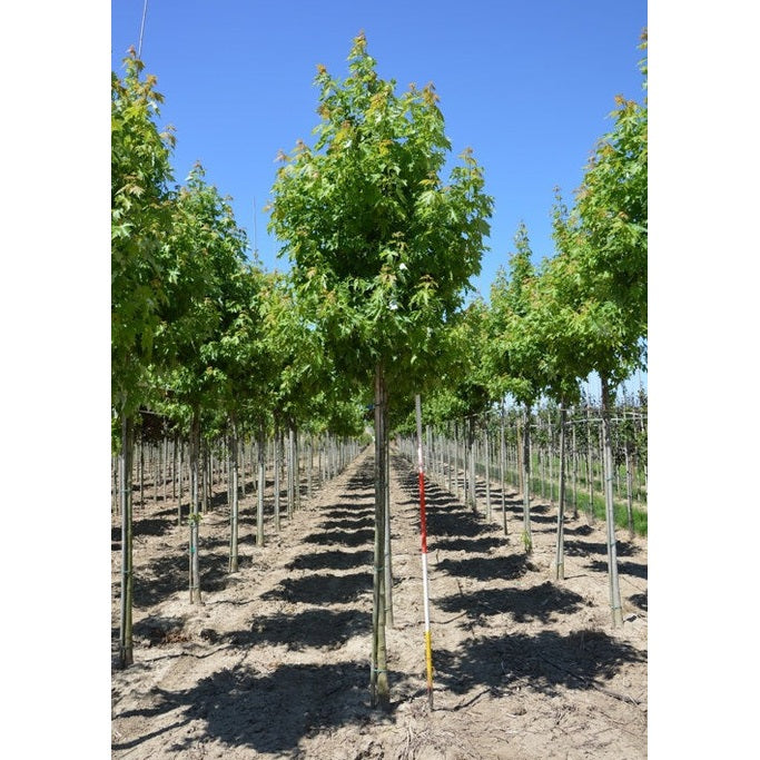 Smalkronig silverlönn - Acer saccharinum 'Pyramidale'  - Stammens omkrets 18-20 cm, höjd 4 +/- meter,   HS,