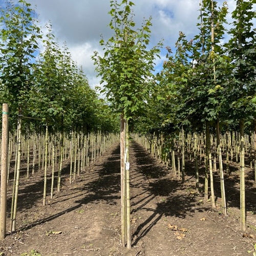 Freemanlönn - Acer freemanii 'Armstrong'  - Stammens omkrets 14-16 cm, höjd 3,5-4 meter,  HS, COCO