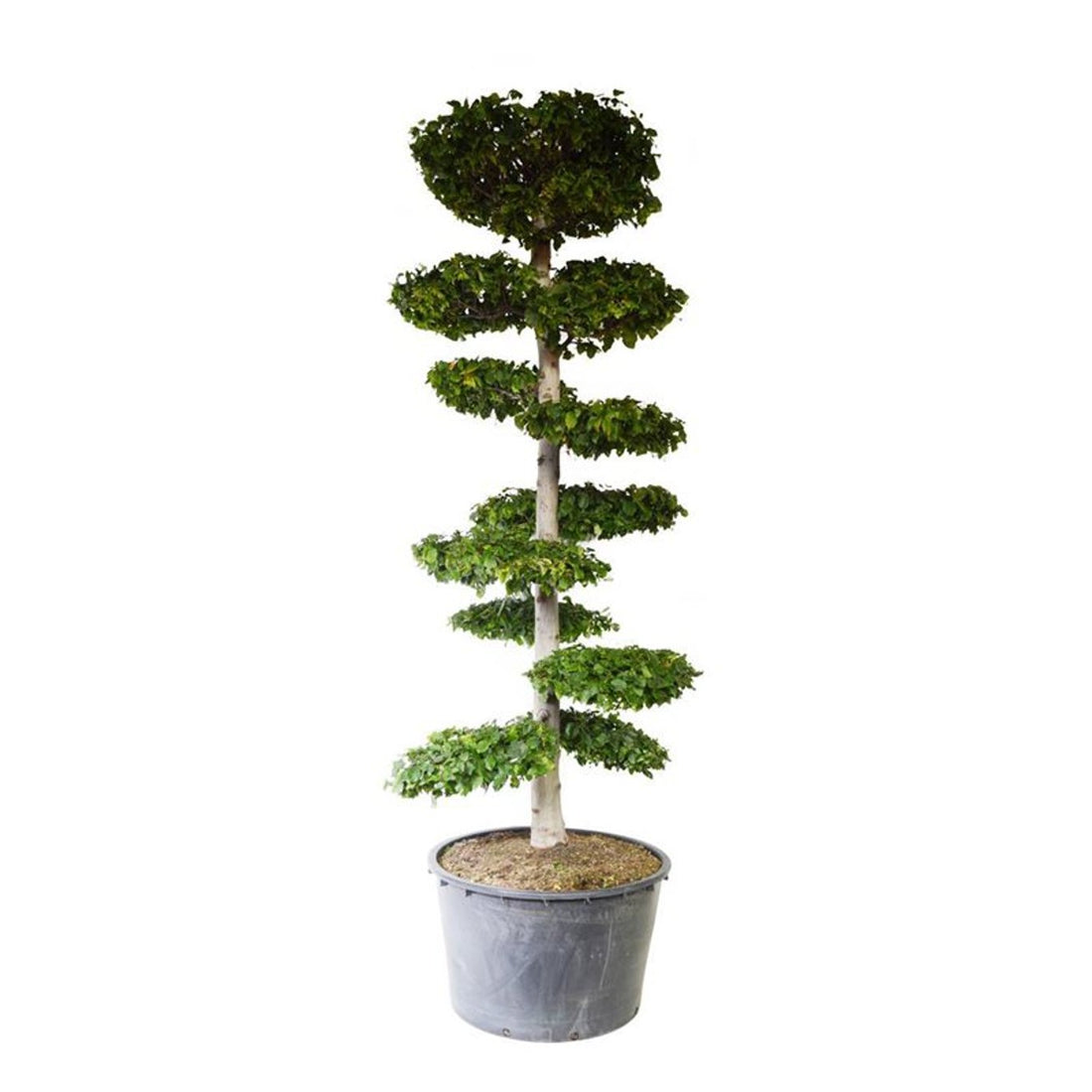 Carpinus betulus Bonsai 250–300 cm C500 (500 liters kruka)