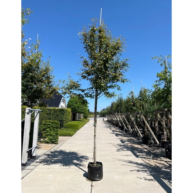 Häggmispel - Amelanchier arborea 'Robin Hill' 12-14  HS, CONT