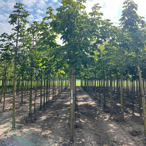 Hästkastanj - Aesculus hippocastanum 'Baumannii'  - Stammens omkrets 20-25 cm, höjd 4-4,5 meter,   HS,