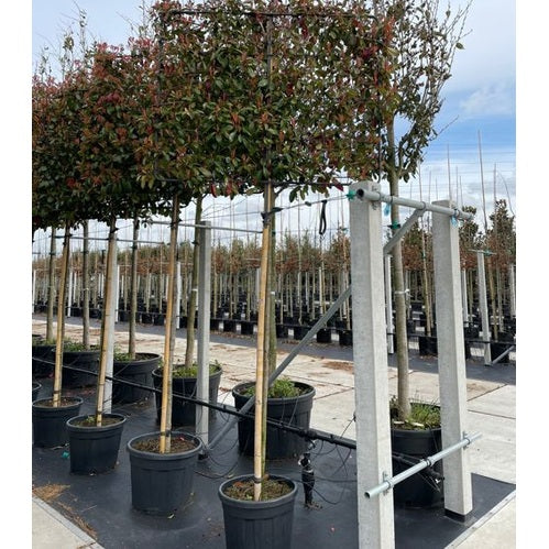 Glansmispel - Photinia fraseri 'Red Robin'  - Stammens omkrets 14-16 cm, höjd 3,5-4 meter,  LEI CONT