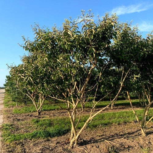 Kaprifol - Heptacodium miconioides 300-350 MS