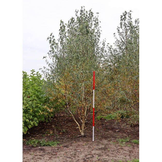 Flikbladig björk - Betula pendula &