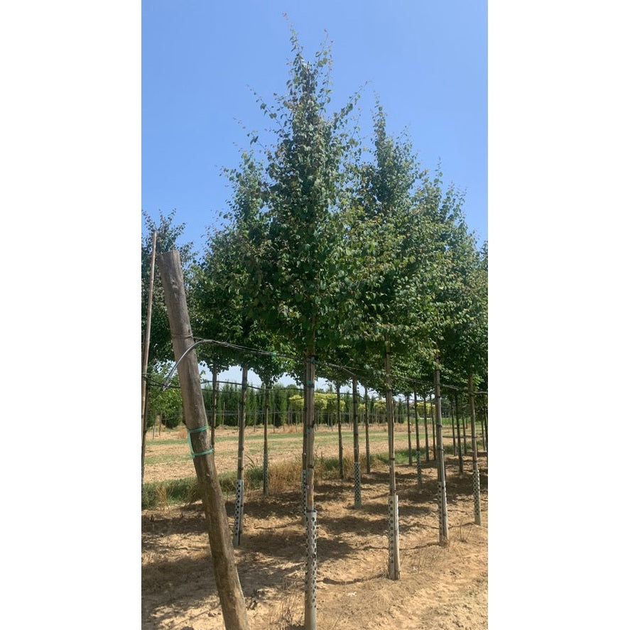 Katsura - Cercidiphyllum japonicum  - Stammens omkrets 18-20 cm, höjd 4 +/- meter,   HS,