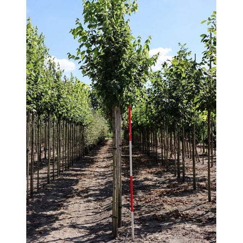 Rödlönn - Acer rubrum RED SUNSET 12-14  HS, COCO