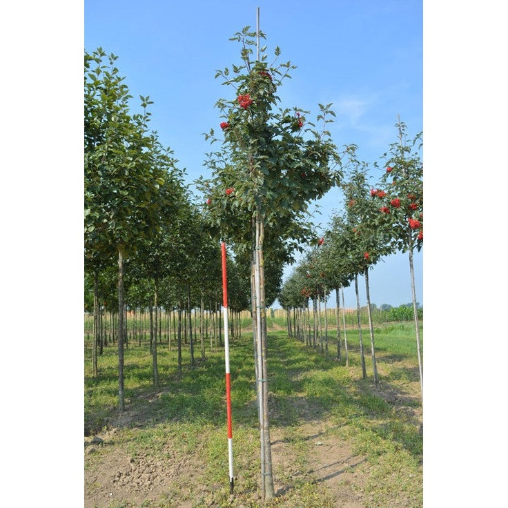 Oxel - Sorbus intermedia 'Brouwers'  - Stammens omkrets 16-18 cm, höjd 3,5-4 meter,  HS, COCO