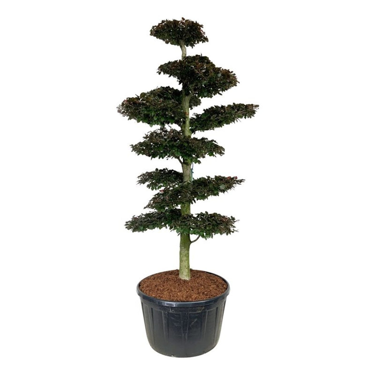 Fagus syl. &