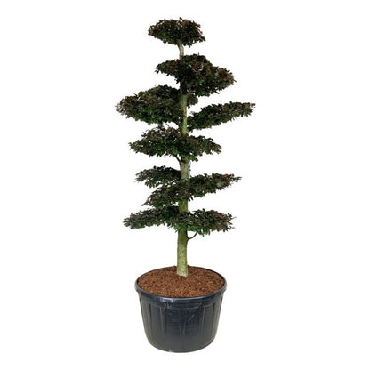 Fagus syl. &