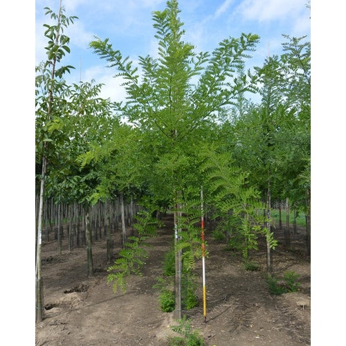 Pagodträd - Sophora japonica  - Stammens omkrets 20-25 cm, höjd 4-4,5 meter,  HS,