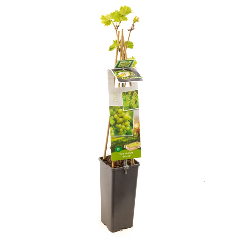 Vitis &