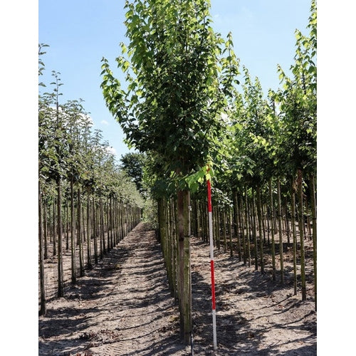 Rödlönn - Acer rubrum 'October Glory'  - Stammens omkrets 16-18 cm, höjd 3,5-4 meter,   HS,