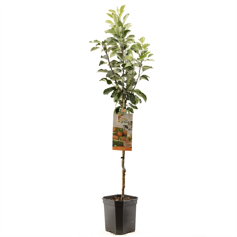 Malus domestica &