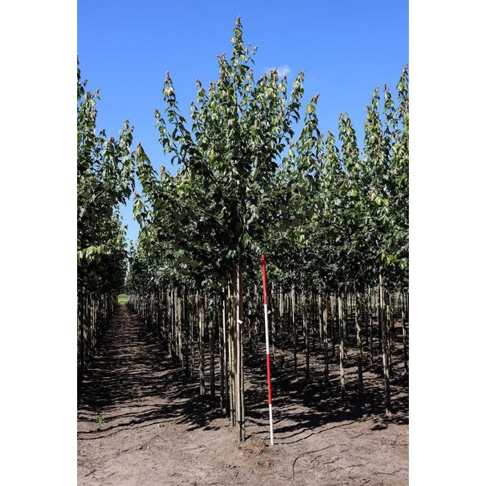 Rödlönn - Acer rubrum  - Stammens omkrets 14-16 cm, höjd 3,5-4 meter,   HS, COCO