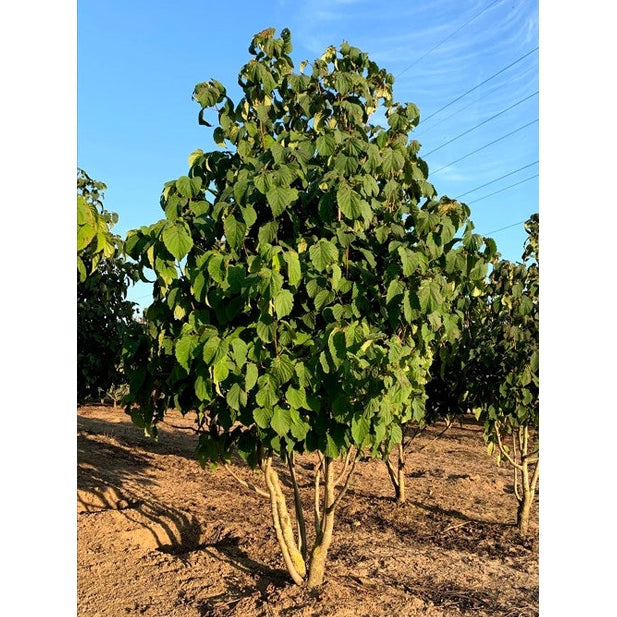 Näsduksträd - Davidia involucrata 350-400 MS