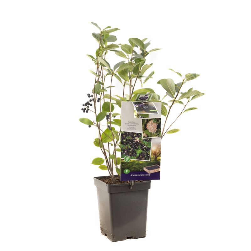 Svartaronia &