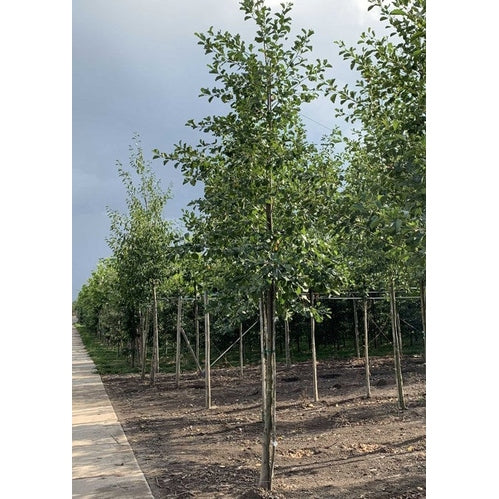 Klibbal - Alnus glutinosa  - Stammens omkrets 18-20 cm, höjd 4 +/- meter,   HS,