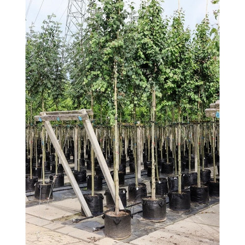 Katsura - Cercidiphyllum japonicum  - Stammens omkrets 16-18 cm, höjd 3,5-4 meter,   HS, CONT