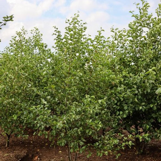 Klibbal - Alnus glutinosa 250-300 MS DRKL