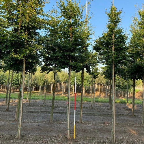 Bok - Fagus sylvatica  - Stammens omkrets 20-25 cm, höjd 4-4,5 meter,   HS,
