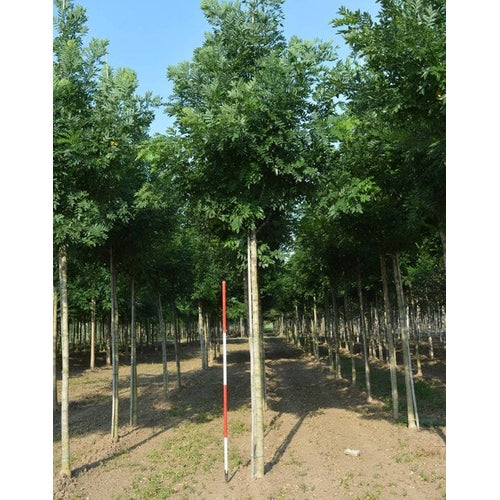 Pagodträd - Sophora japonica PRINCETON UPRIGHT  - Stammens omkrets 20-25 cm, höjd 4-4,5 meter,  HS,