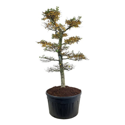 Carpinus betulus Bonsai 225–250 cm