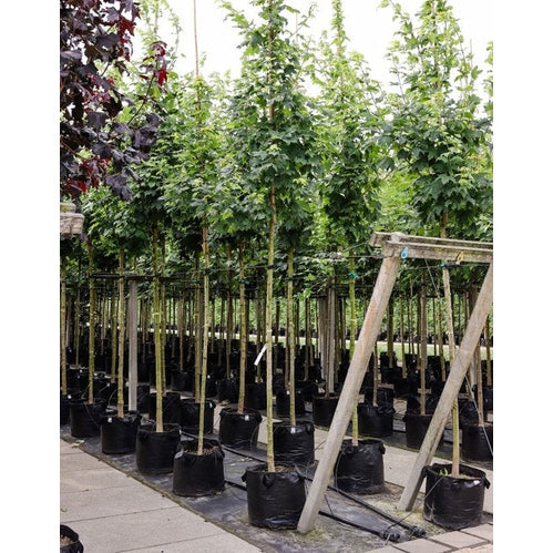 Sockerlönn - Acer saccharum  - Stammens omkrets 14-16 cm, höjd 3,5-4 meter,  HS, CONT
