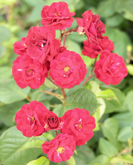 Rabattros Rosa &