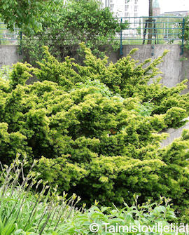 Hybrididegran Taxus x media &
