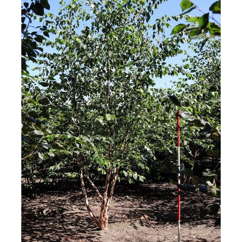 Svartbjörk - Betula nigra 350-400 MS DRKL