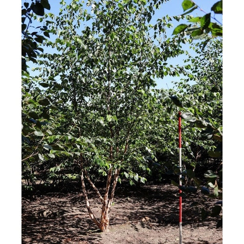 Svartbjörk - Betula nigra 400-450 MS COCO