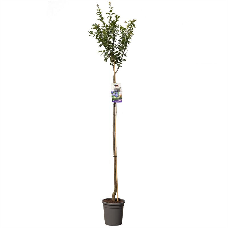 Prunus domestica &