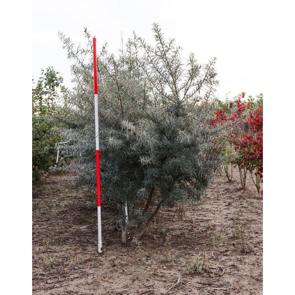 Havtorn - Hippophae rhamnoides 200-250 MS DRKL