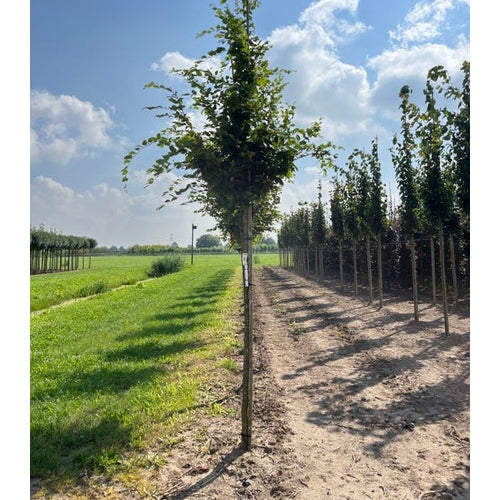 Avenbok - Carpinus betulus 12-14  HS, COCO