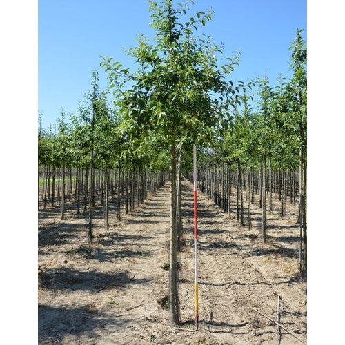 Prydnadsapel - Malus 'Red Sentinel' 12-14  HS,