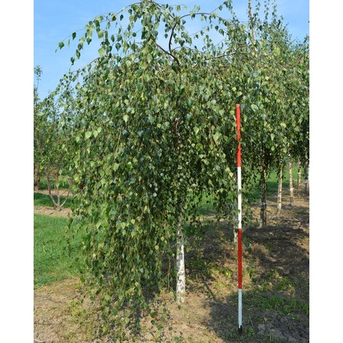 Tårbjörk - Betula pendula 'Youngii'  - Stammens omkrets 18-20 cm, höjd 4 +/- meter,   HS,