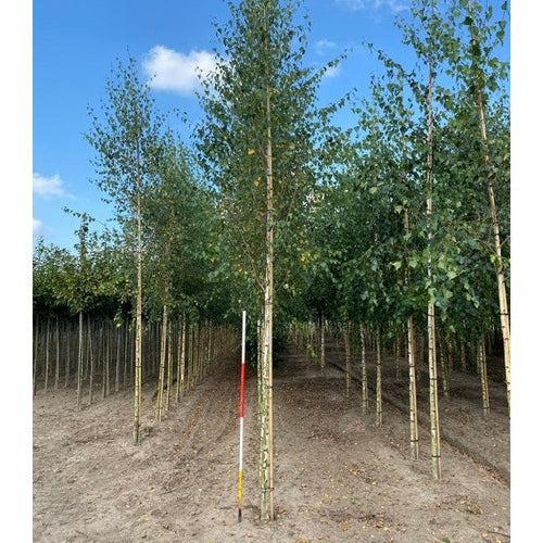 Hängbjörk - Betula pendula  - Stammens omkrets 14-16 cm, höjd 3,5-4 meter,   HS,