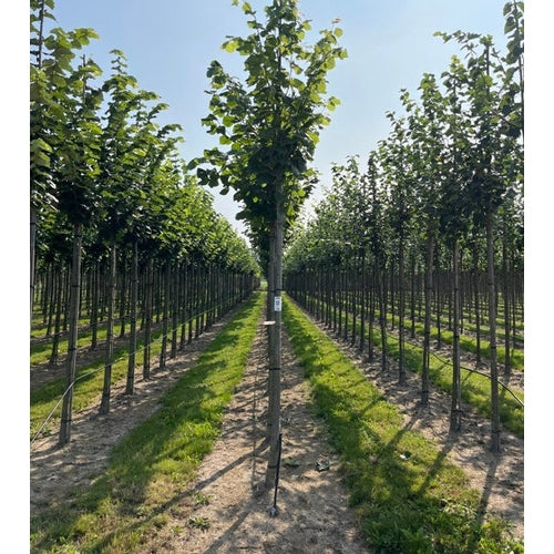 Bohuslind -Tilia platyphyllos  - Stammens omkrets 14-16 cm, höjd 3,5-4 meter,  HS,