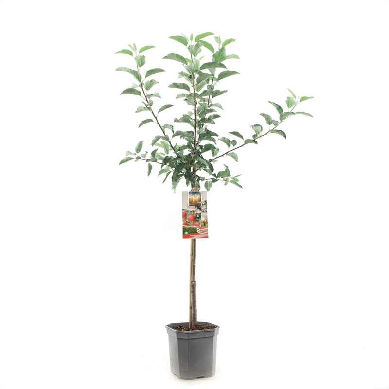 Malus domestica &