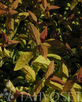 Praktspirea &