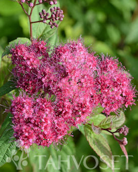 Praktspirea &