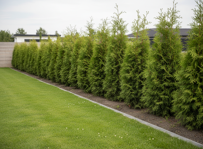 Thuja Brabant 200-225 - Rotklump - LQ