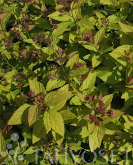Japansk spirea &