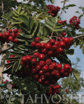 Granatrönn Sorbus &