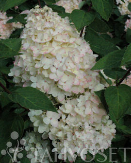 Vipphortensia &