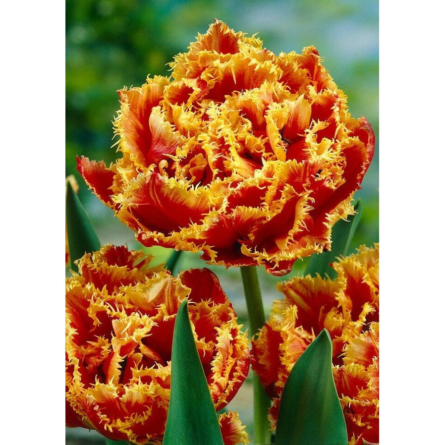 Tulpan Gold Dust (premium) 7-pack