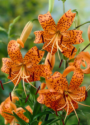 Oriental Lily-Lilium Oriental Tigriin. Splendens 2 kpl